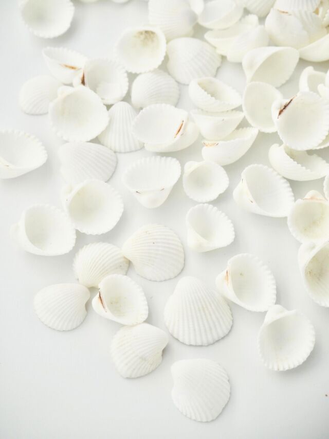 2月のお買い得 [20%OFF]クラムローズ【約1.0～1.5cm】[メール便可