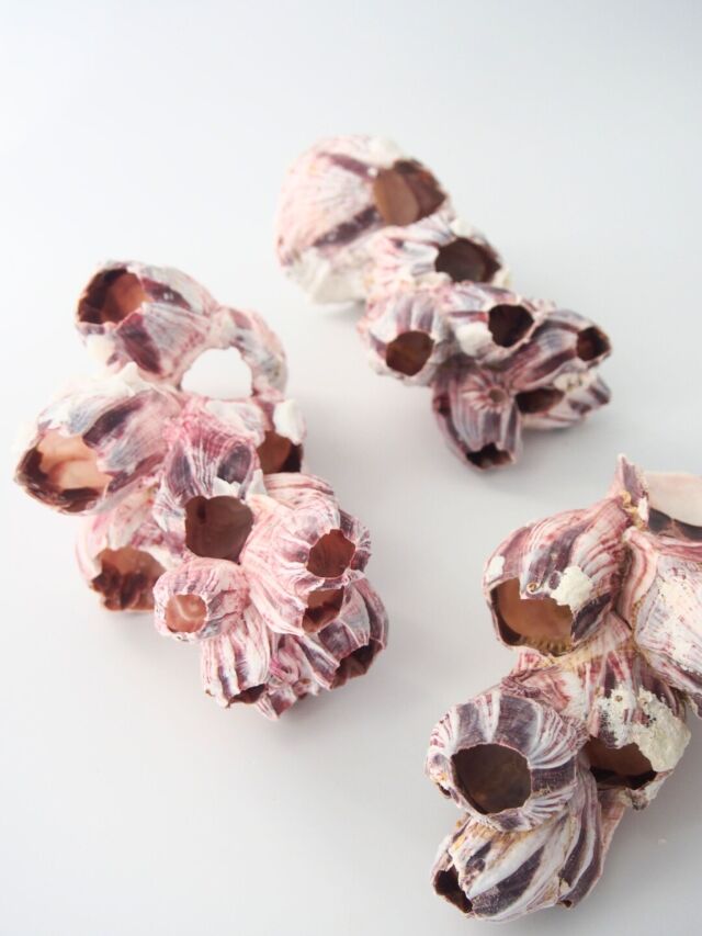 フジツボ【約12～14cm】 En: Barnacles (size:12-14cm)