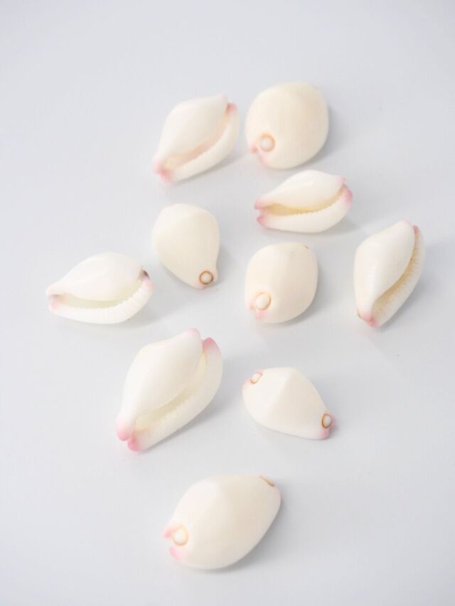 セムシウミウサギ【約2～3cm/5個】[メール便可-24袋まで] En: Small