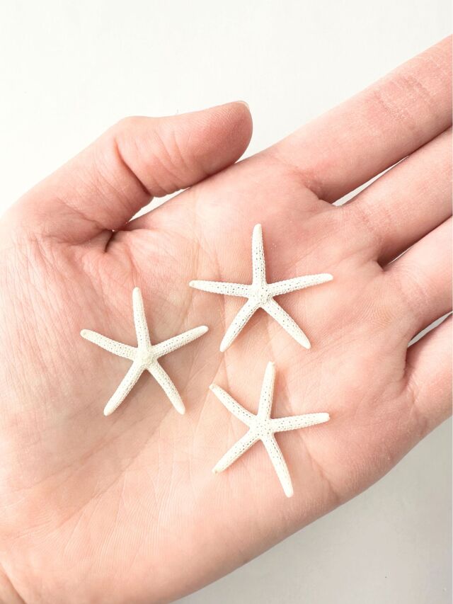 スターフィッシュ【約2～3cm/10個】[メール便可]（En：Finger Starfish