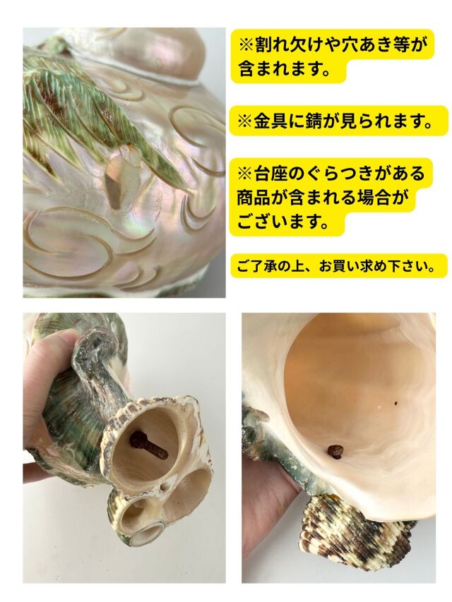 在庫処分品 -夜光貝(磨き)-【花】おまかせ発送【15～18cm程度/1個