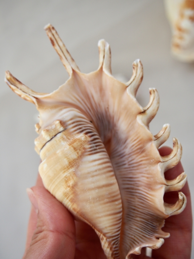 ムカデソデガイ【約12±1cm】 En: Lambis millepeda (Size:12±1cm)