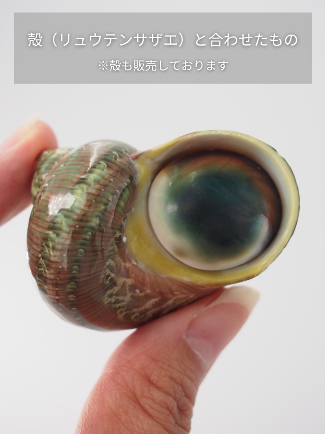 キャッツアイグリーン（リュウテンサザエの蓋）【2cm前後/10個入