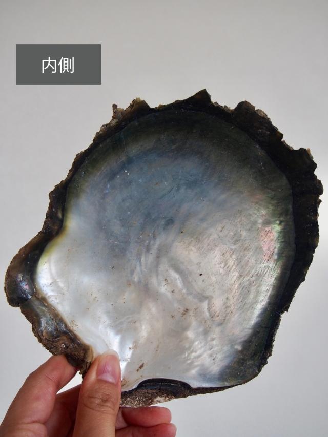 クロチョウガイ原貝(片面)【11cm前後/1枚】En: Black MOP pairs