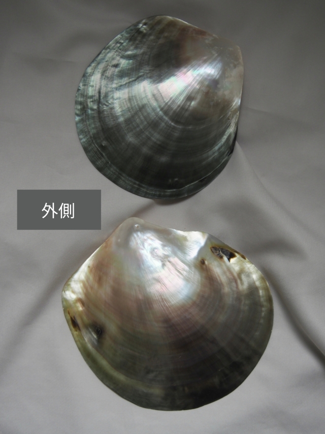 クロチョウガイ磨き【約9～10cm/1枚】En: Black MOP polished