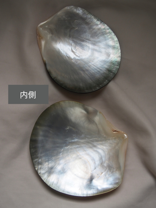 クロチョウガイ磨き【約9～10cm/1枚】En: Black MOP polished