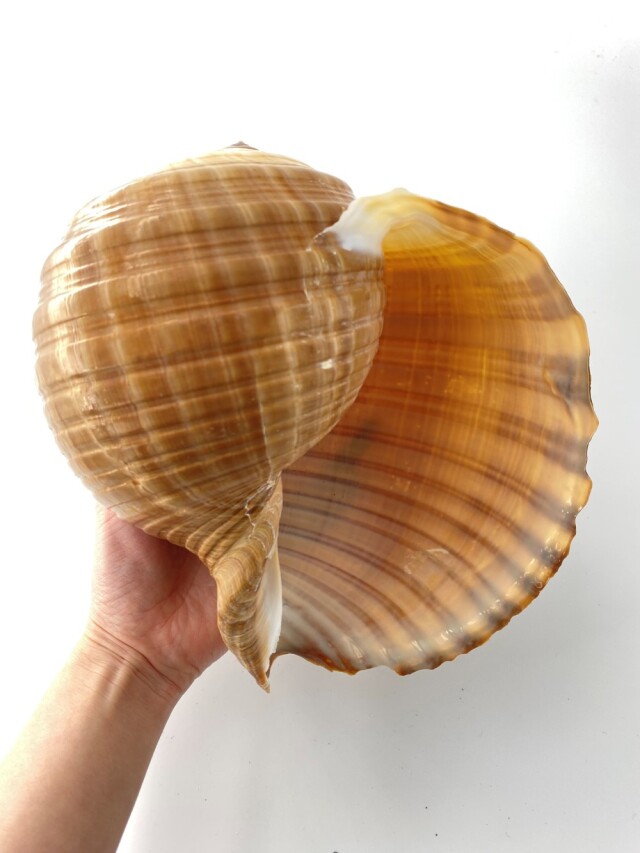 スジウズラ【約21cm前後/1個】En: Tonna olearium (size:21cm, per