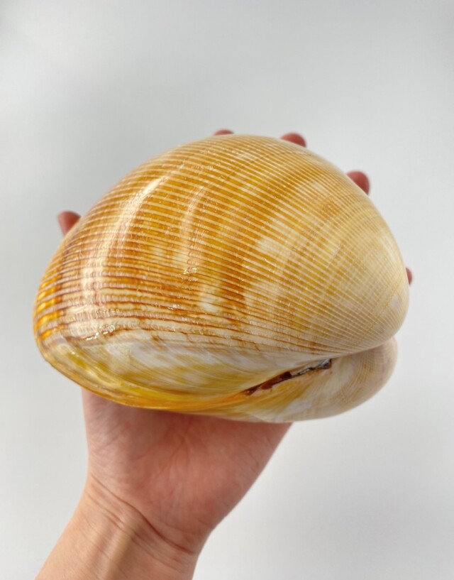 ダイオウザルガイ両面（磨き）【12cm前後/1個】 En:Cardium elatum