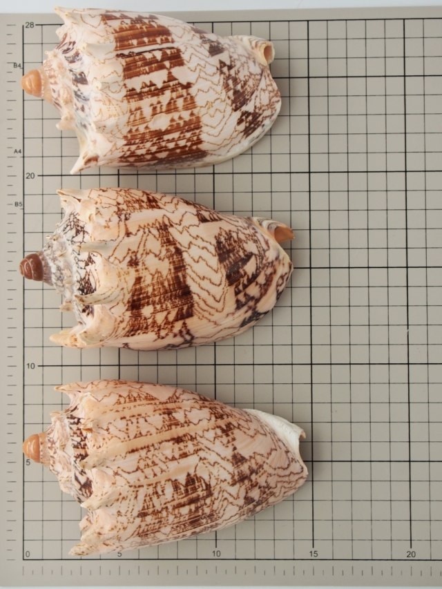 ボルタインペリアス（ミヒカリコオロギボラ）【約12～15cm/1個】 En