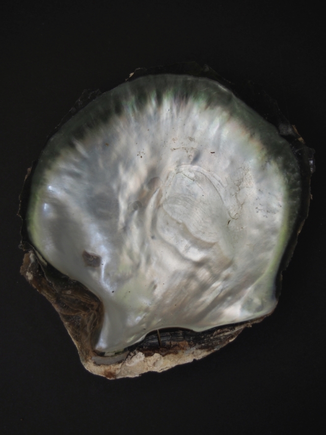 クロチョウガイ原貝(片面)【11cm前後/1枚】En: Black MOP pairs