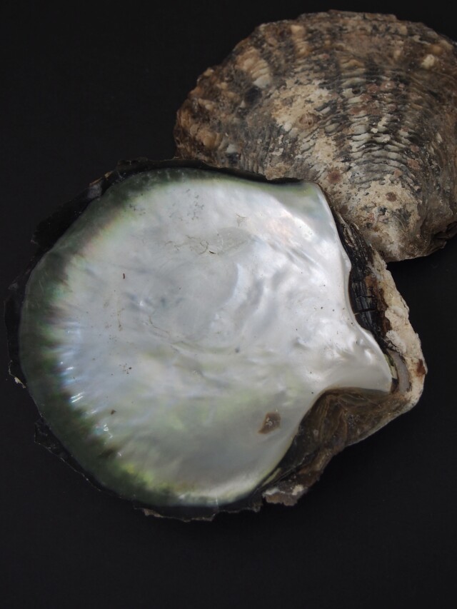 クロチョウガイ原貝(片面)【11cm前後/1枚】En: Black MOP pairs