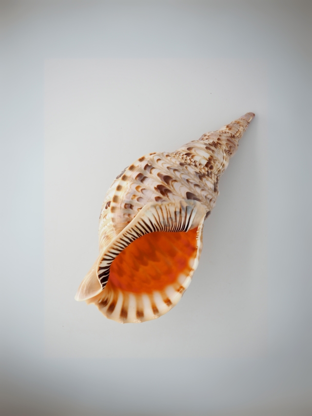 ホラガイ【30cm前後/1個】法螺貝 