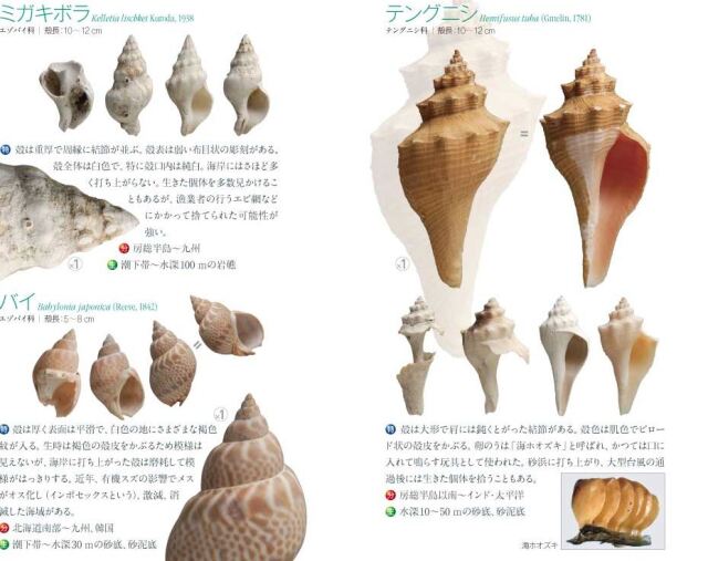 図鑑】海辺で拾える貝ハンドブック