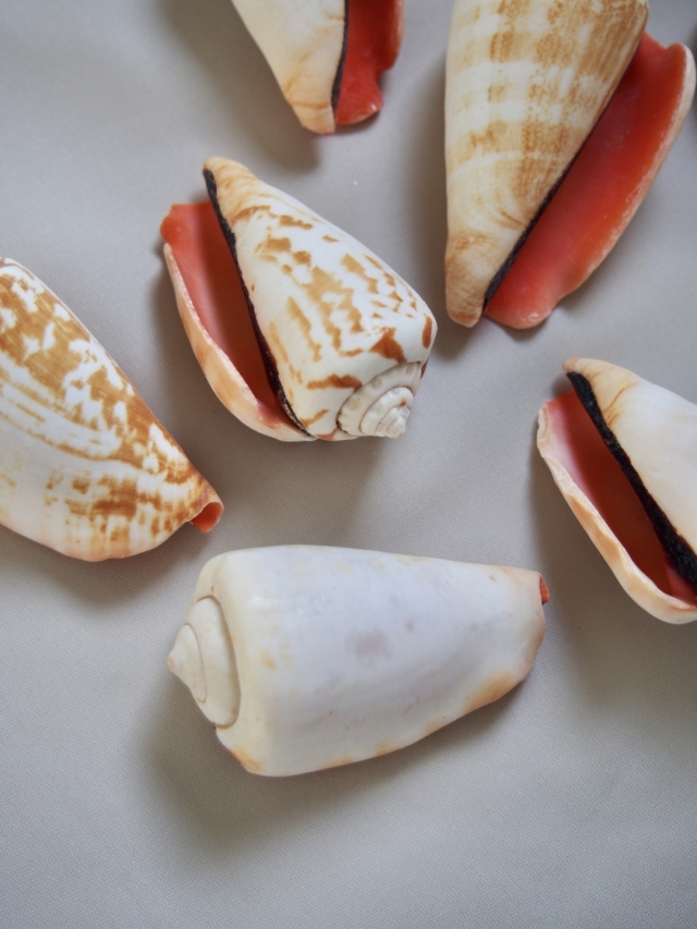 ふんまき貝 身近で美しい巻貝5選 | おぶ〜！のお宝探し。