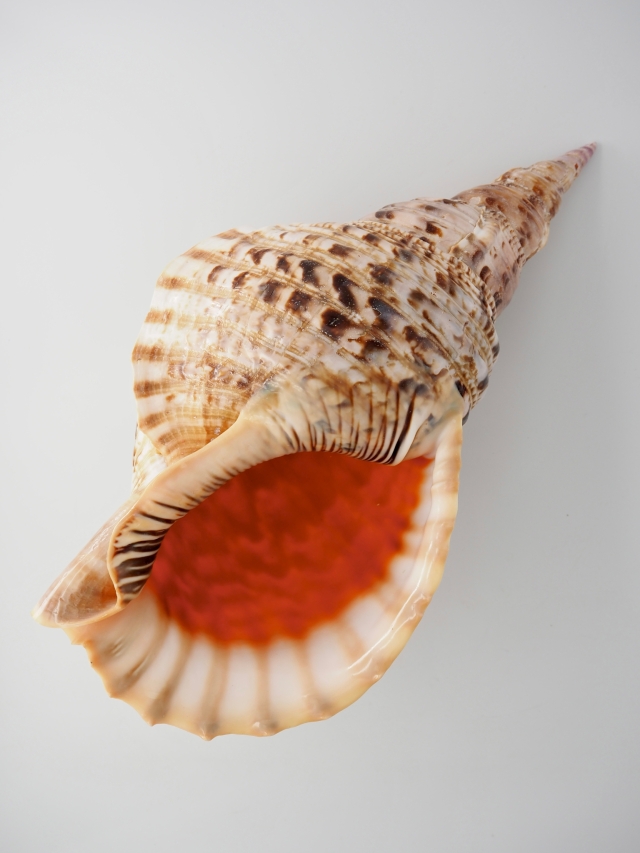 法螺貝 濃色 特大 約38cm級 約1.5kg 重量級 ホラガイ ホラ貝 ほら貝 法螺貝・ほらがい・ホラガイ 約38cm No.149