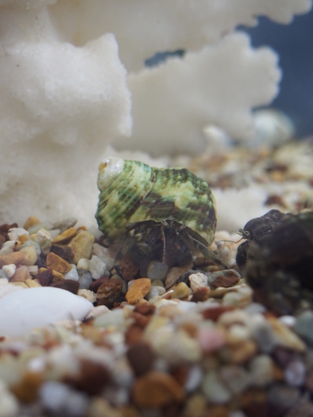 ターボグリーンシェル【約2.5～4.0cm】[メール便可-300gまで] En