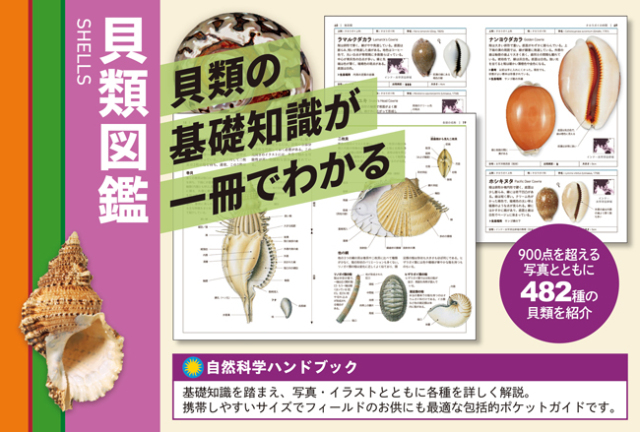 予約販売 図鑑】貝類図鑑 マシュー・ウォード / 著 S.ピーター・ダンス 語学・辞書・学習参考書