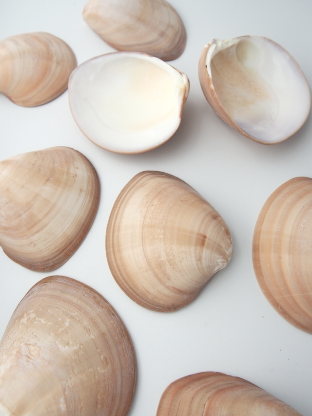 大きい貝殻 スクアリダ【約8～11cm/約500g】 En: Megapita Squalia (Size:8