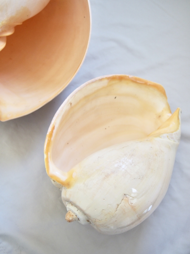 メロブロディリフ磨(ブローデリップヤシガイ)【約30cm前後/1個