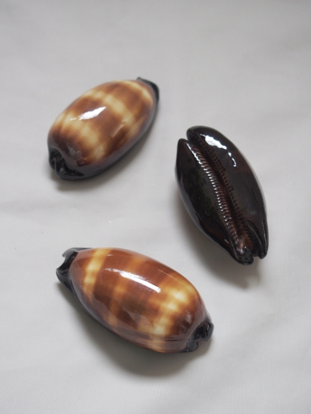 タルダカラガイ【約6～7cm/1個】 En: Talparia talpa (Size:6～7cm