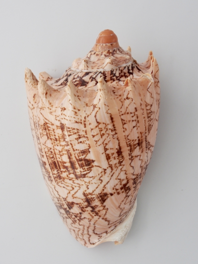 ボルタインペリアス（ミヒカリコオロギボラ）【約12～15cm/1個】 En