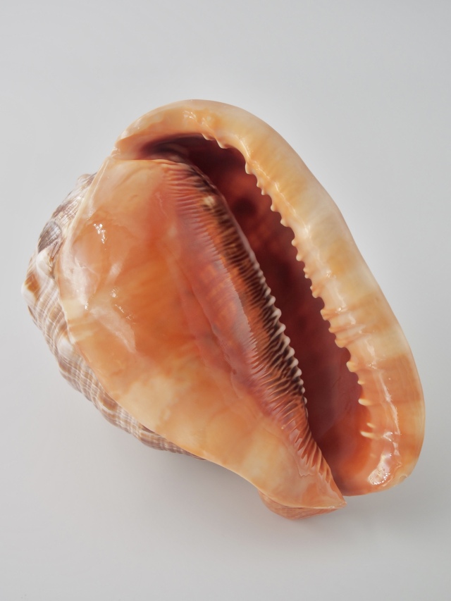 万年貝(マンボウガイ)【約14cm前後/1個】 En: Bull mouth helmet