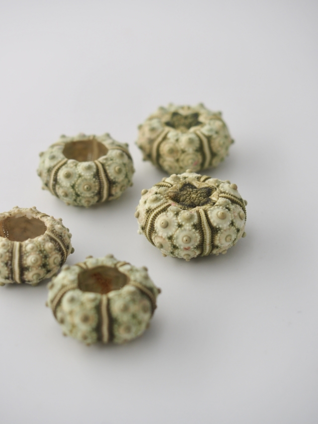 ストーンウーチン（フシザオウニ）【約2～3cm】En: Stone urchin