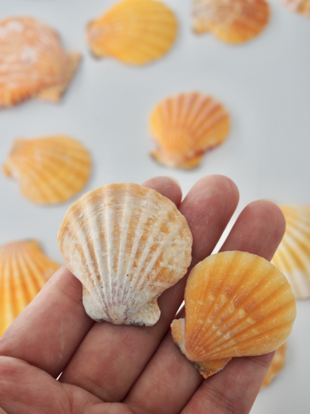 ビクセロムオレンジ片面（ツヅレキンチャクガイ）【約3～5cm