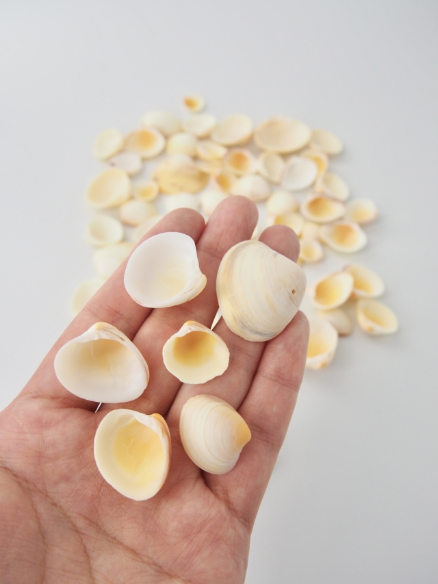 ヒヨコガイ【約2～4cm】[メール便可-400gまで] En: Yellow clam