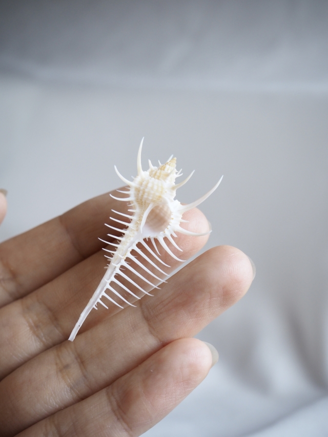 ホネガイ【5cm前後/1個】 En: Murex Pecten (size:approx.5cm