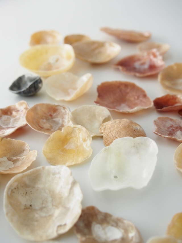 ナミマガシワ 瀬戸内産【約1～4cm/約30g】[メール便可-6袋まで] En