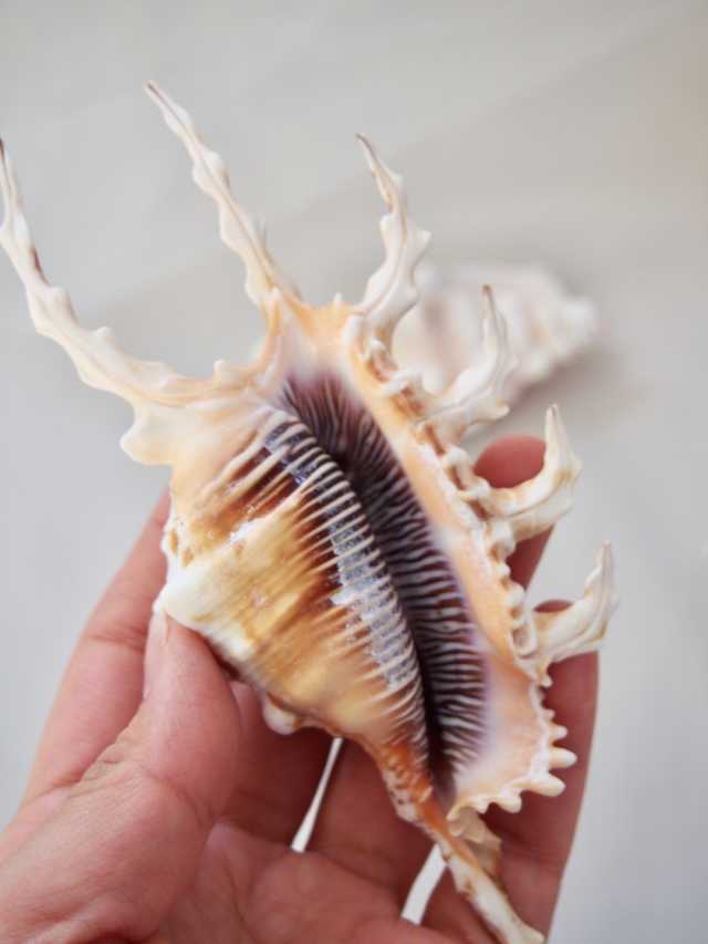 フシデサソリガイ【約13～15cm】 En: Lambis Scorpio (size:13-15cm