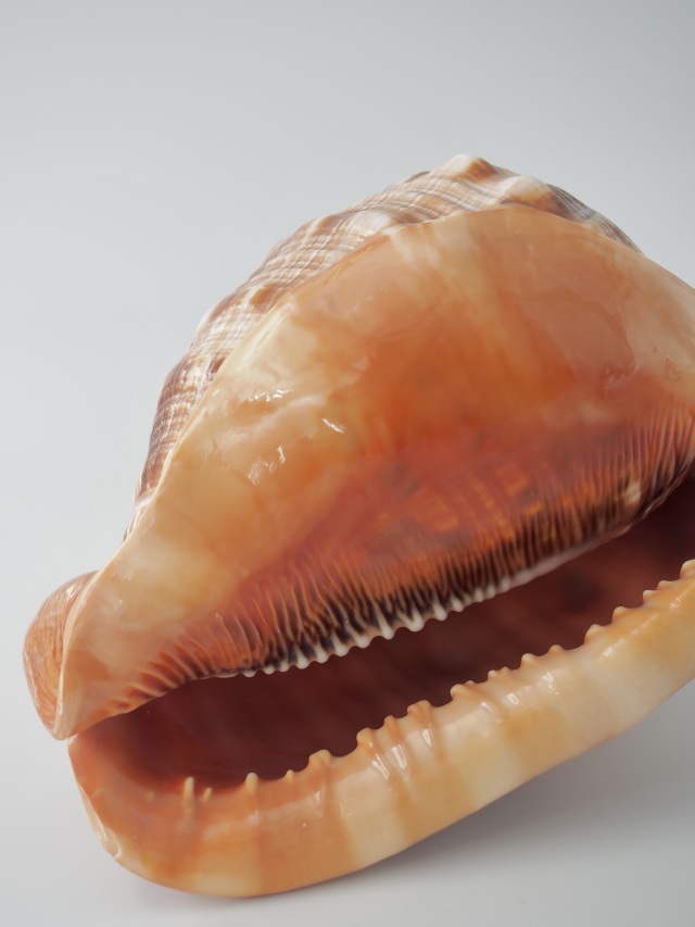 貝殻　標本　マンボウガイ（万宝貝）　14cm前後 万年貝(マンボウガイ)【約14cm前後/1個】 En: Bull mouth