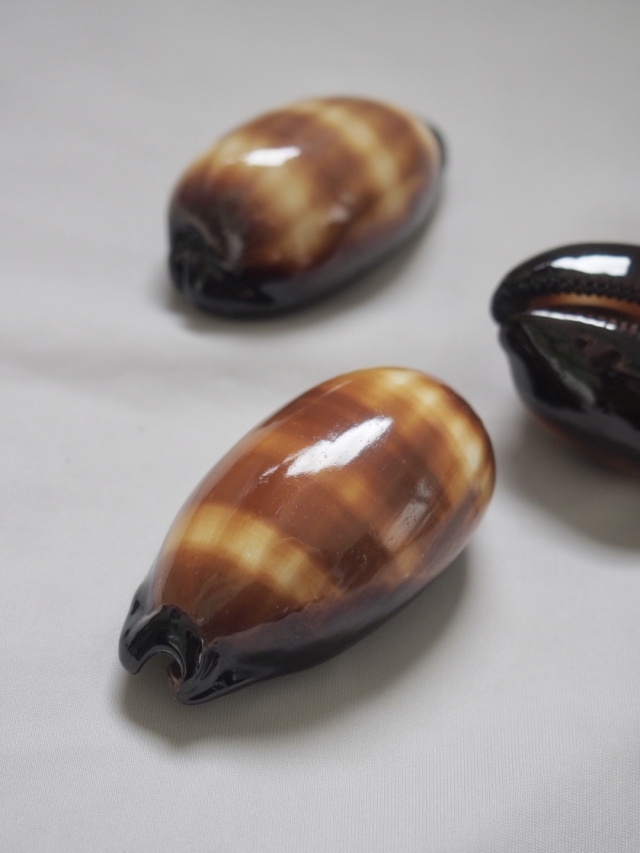 ロッセルダカラ タカラガイ タルダカラガイ【約5～6cm/1個】 En