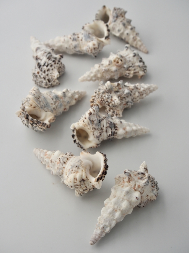 オニノツノガイ【約6.0～10.0cm】 En: Cerithium nodulosum Bruguire