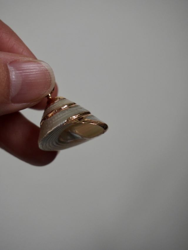 シェルチャーム - トルゴススティラトス（ゴールドエッジ）【約2.0