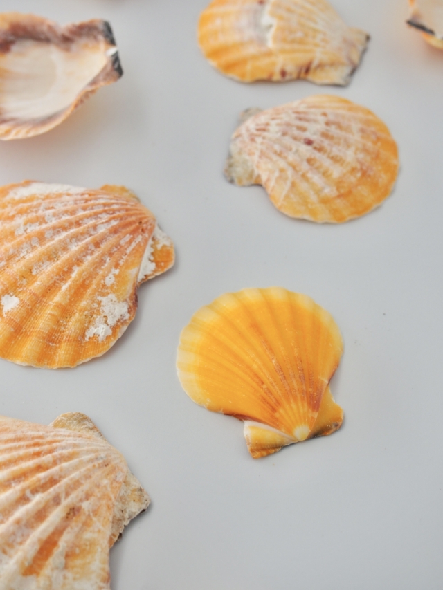 ビクセロムオレンジ片面（ツヅレキンチャクガイ）【約3～5cm