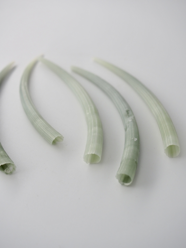 天然 貝殻 ツノガイ 約1kg 大量 インテリアパーツ 等 ⑯-1 ミズイロツノガイ【約6～8cm/5本】[メール便可-25袋まで] En