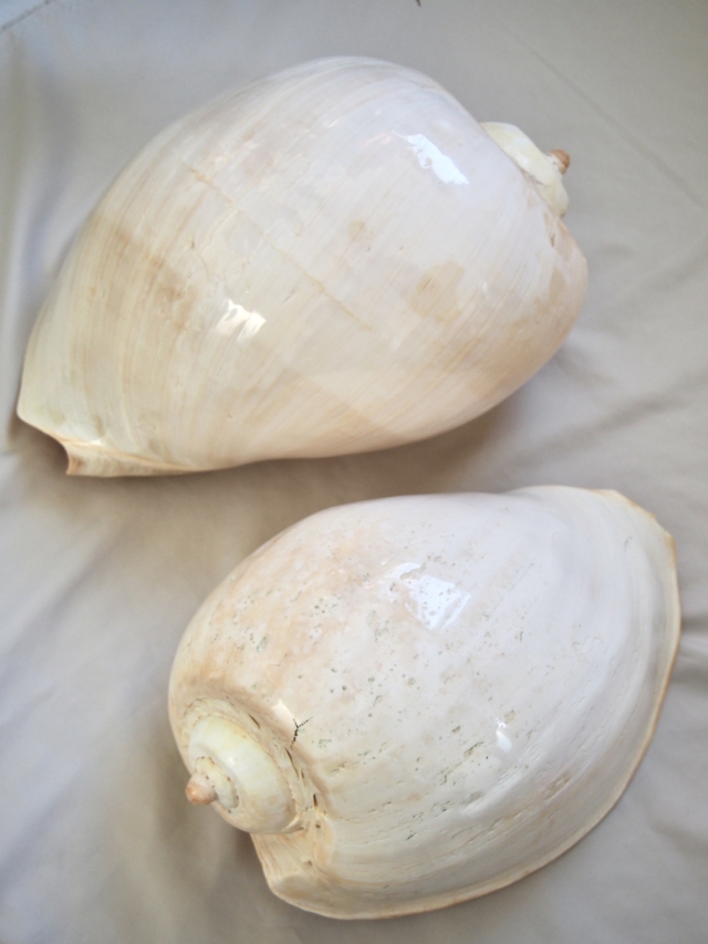 天然法螺貝殻 約30cm