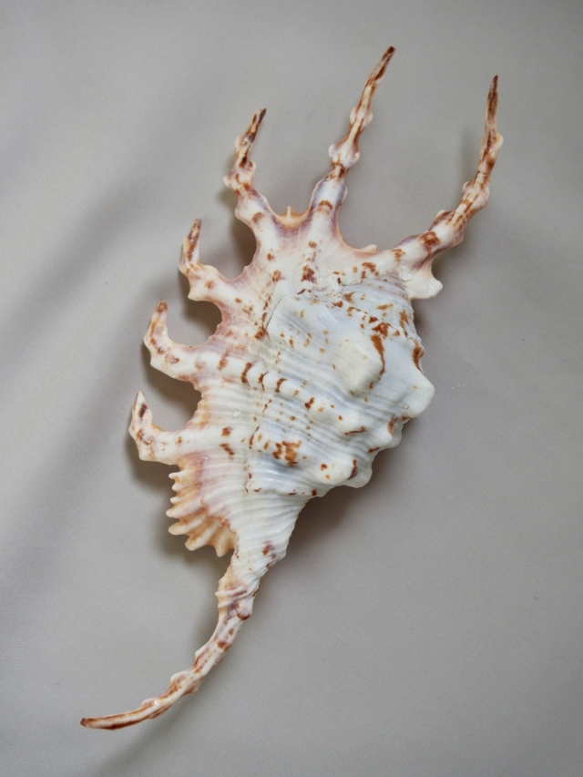 フシデサソリガイ【約13～15cm】 En: Lambis Scorpio (size:13-15cm