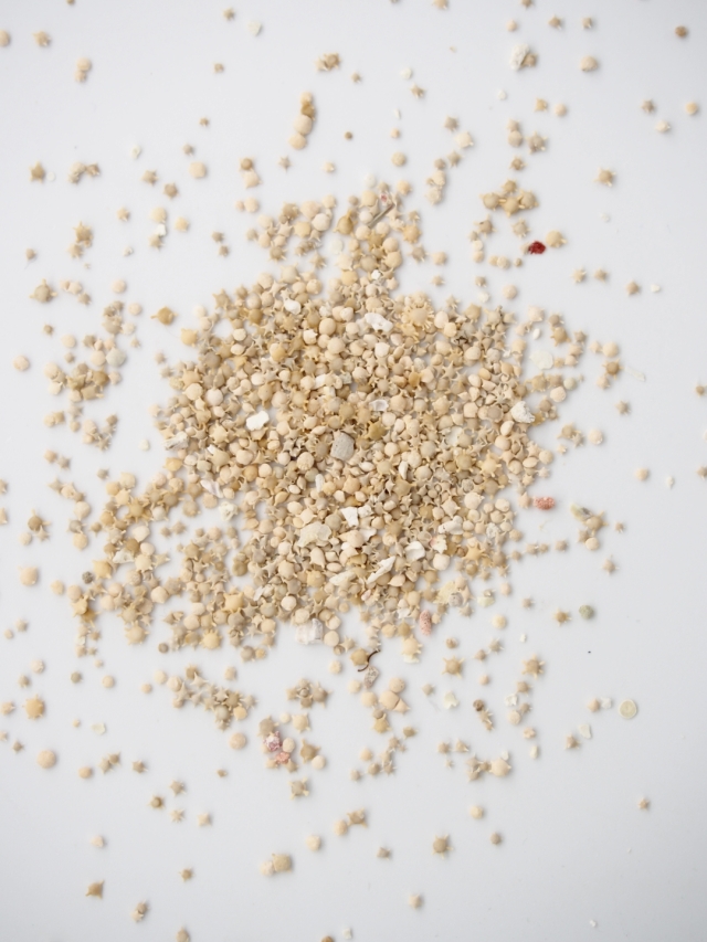 天然星の砂(無漂白)【約1～3mm】[メール便可 100g×6袋まで] En: Star