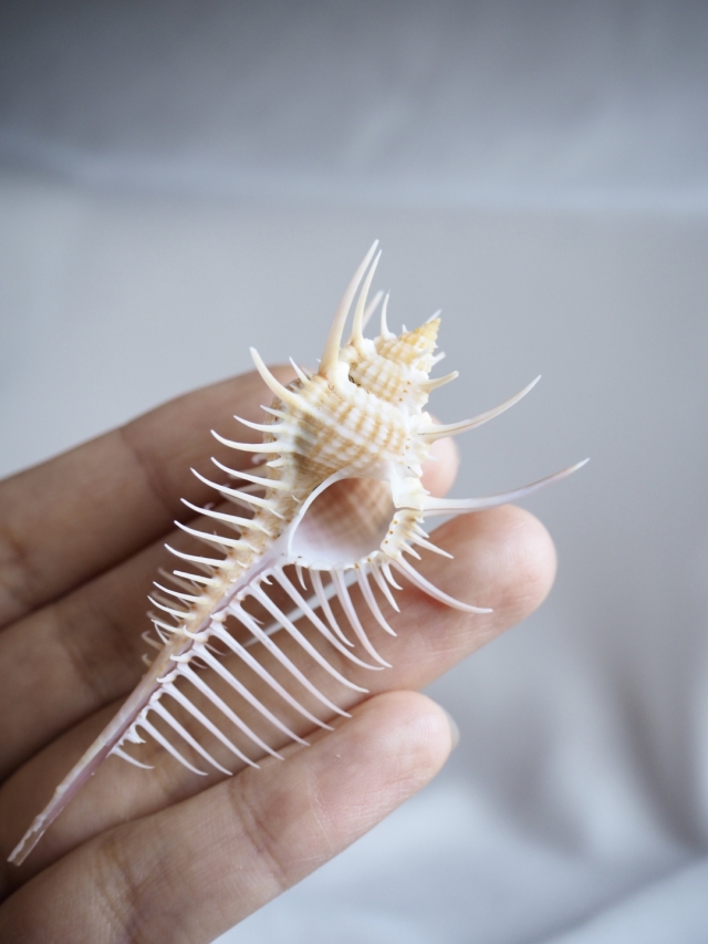 ネガイ　イノリ ホネガイ【8cm前後/1個】 En: Murex Pecten (size:approx.8cm