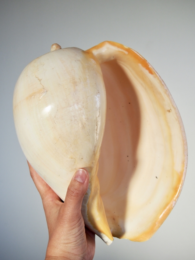 メロブロディリフ磨(ブローデリップヤシガイ)【約30cm前後/1個