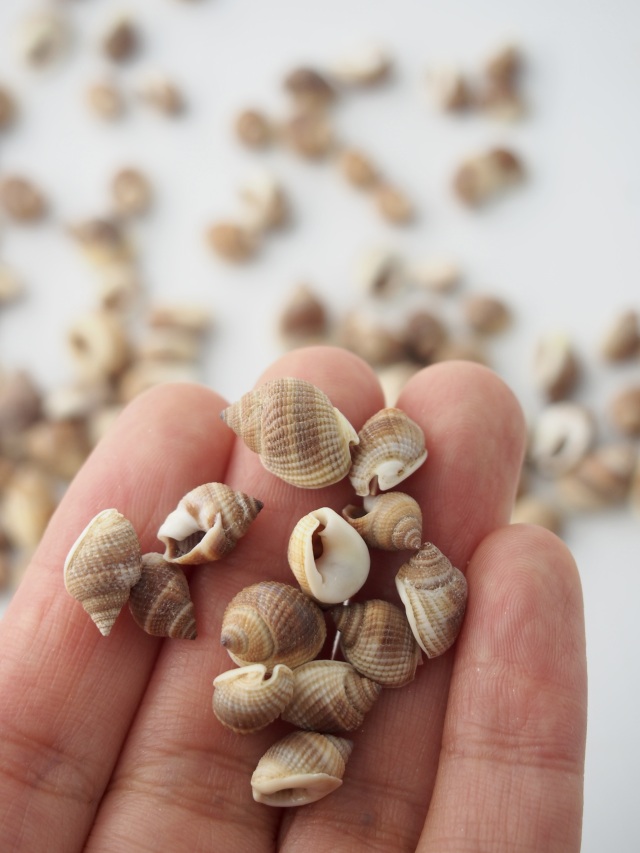 ナサリウスポリドス ブラウン(オリイレヨフバイ)【約1.0～1.5cm