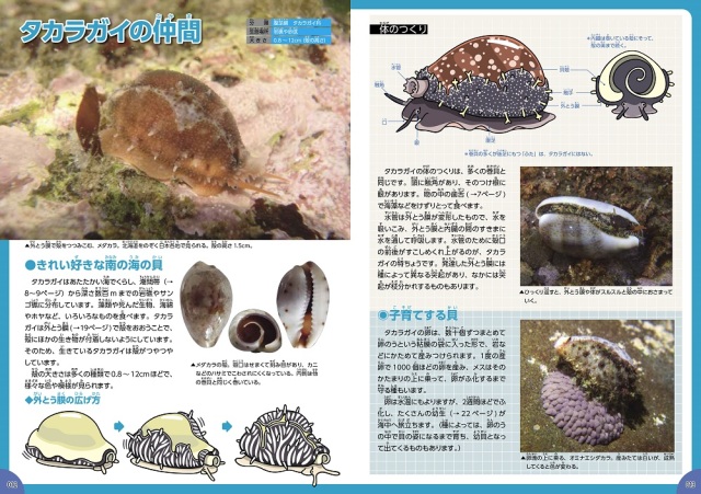 Amazon.co.jp: 貝 (2) : 奥谷 喬司, 波部 忠重: 本