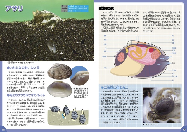 THE SHELL 貝の図鑑 巻き貝 種名 THE SHELL 貝の図鑑 貝の図鑑 写真