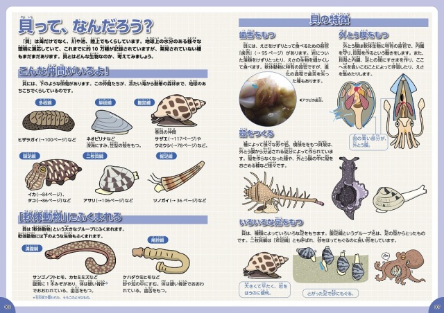 図鑑】貝のからだ