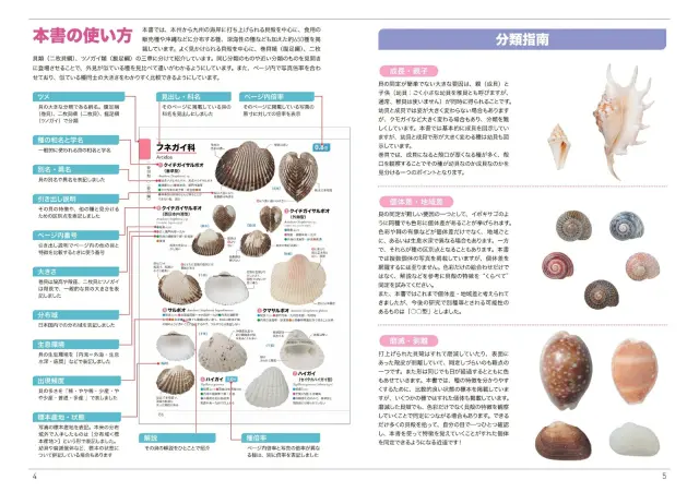 図鑑】くらべてわかる貝殻