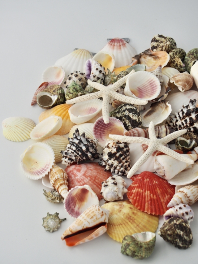 カラフルミックス【約2～6cm/約500g】En: Shells assorted (size:2