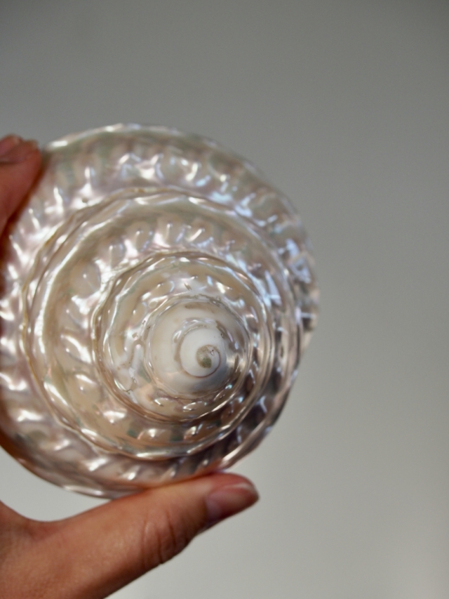 アストレアウンドーサ真珠磨き(ナミジワターバンガイ)【約10～11cm/1